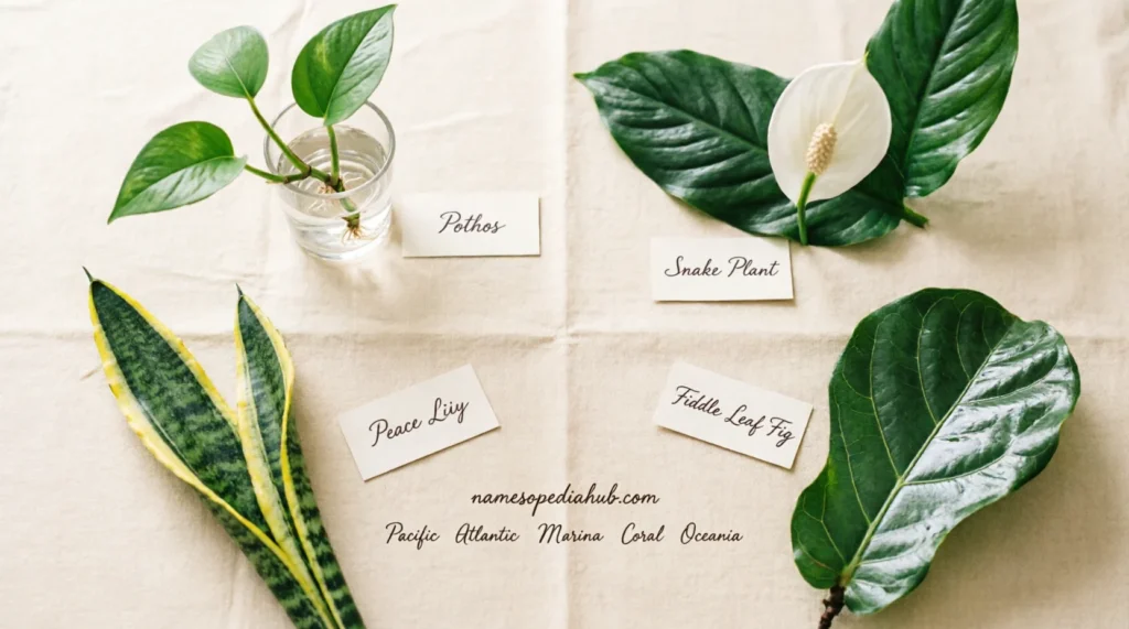 Indoor Plants