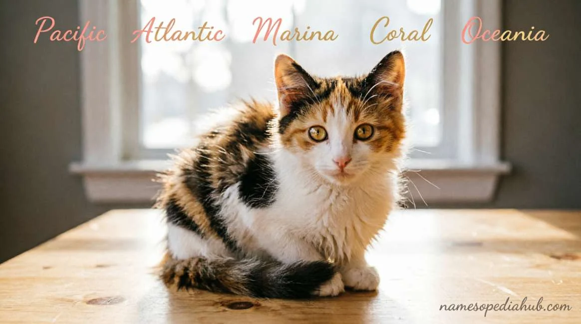 Calico Kitten Names